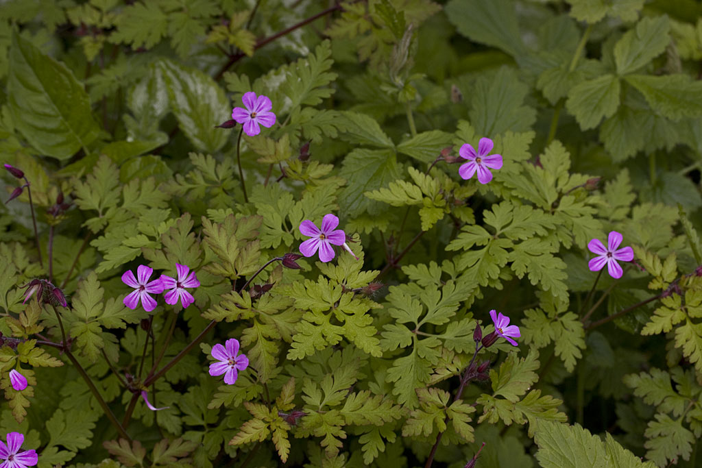 Robertskruid - Geranium robertianum : Losse grammen