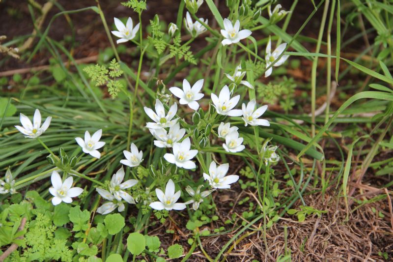 Gewone vogelmelk - Ornithogalum umbellatum : Verpakking met 100 bollen