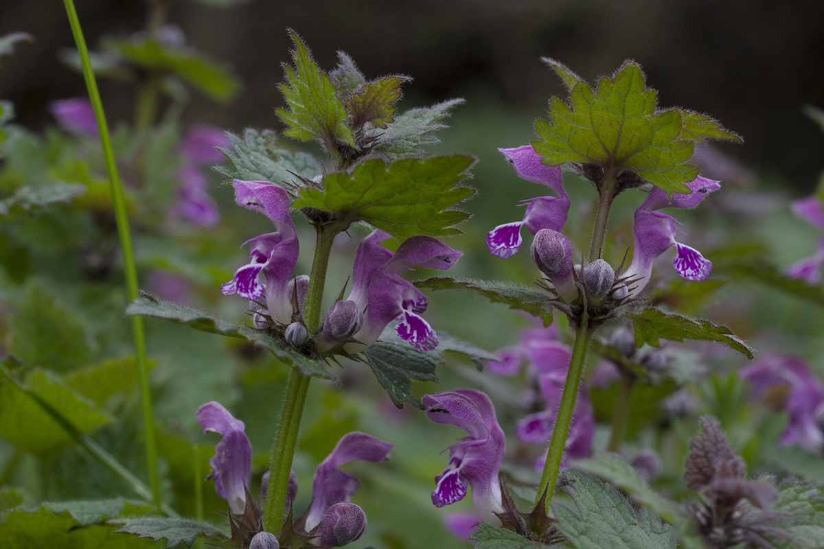 Gevlekte dovenetel - Lamium maculatum : Plant in P9 pot