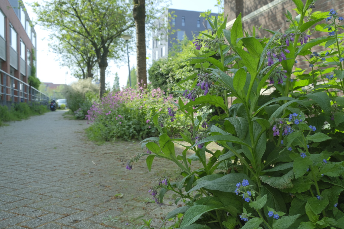 Boomspiegelpakket - halfschaduw, i.s.m. Guerrilla Gardeners
