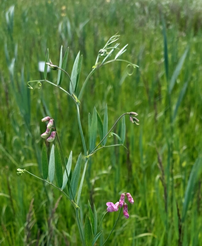 Moeraslathyrus - Lathyrus palustris : Zakje