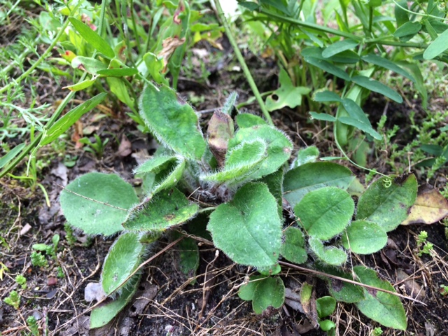 Muurhavikskruid - Hieracium sectie Hieracium : Losse grammen