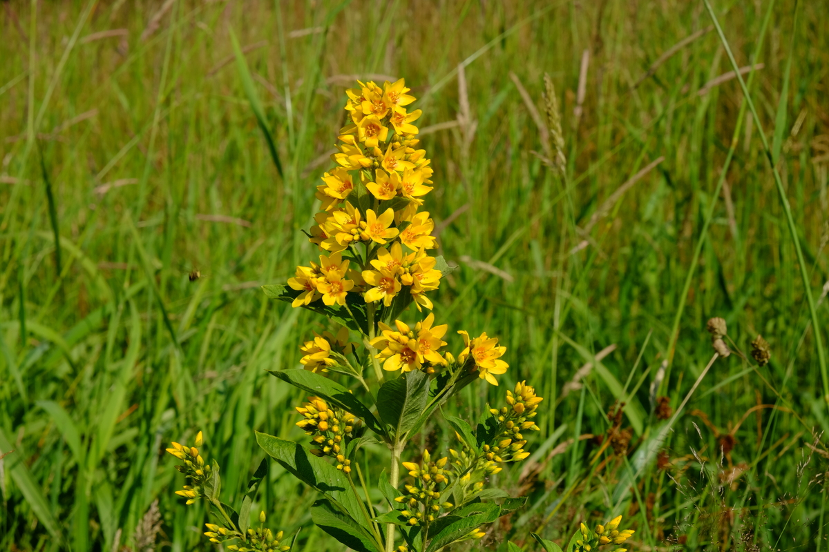 Grote wederik - Lysimachia vulgaris : Plant in P9 pot