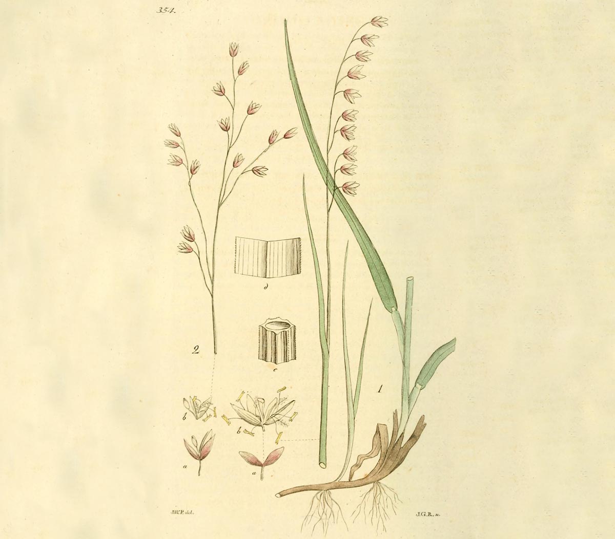 Knikkend parelgras - Melica nutans : Plant in P9 pot