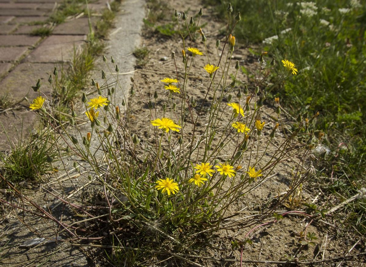 Klein streepzaad Crepis capillaris Klein streepzaad Crepis capillaris