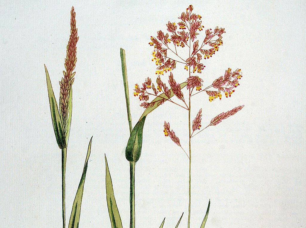 gestreepte-witbol-holcus-lanatus