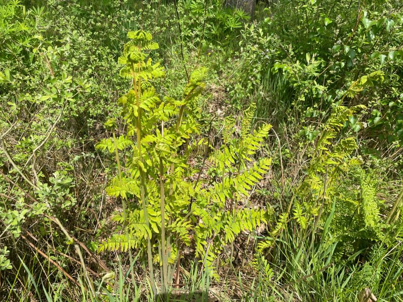 Osmunda regalis (Koningsvaren) - | Online Tuincentrum