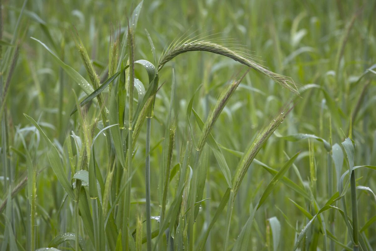 Winterrogge - Secale cereale